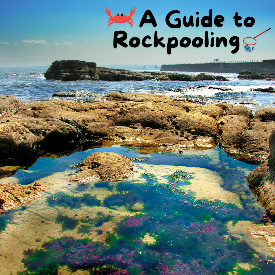 Rocky shoreline with clear blue tide pools under a bright sky, waves in the background. Text reads “A Guide to Rockpooling” with a red crab and a small net illustration.
