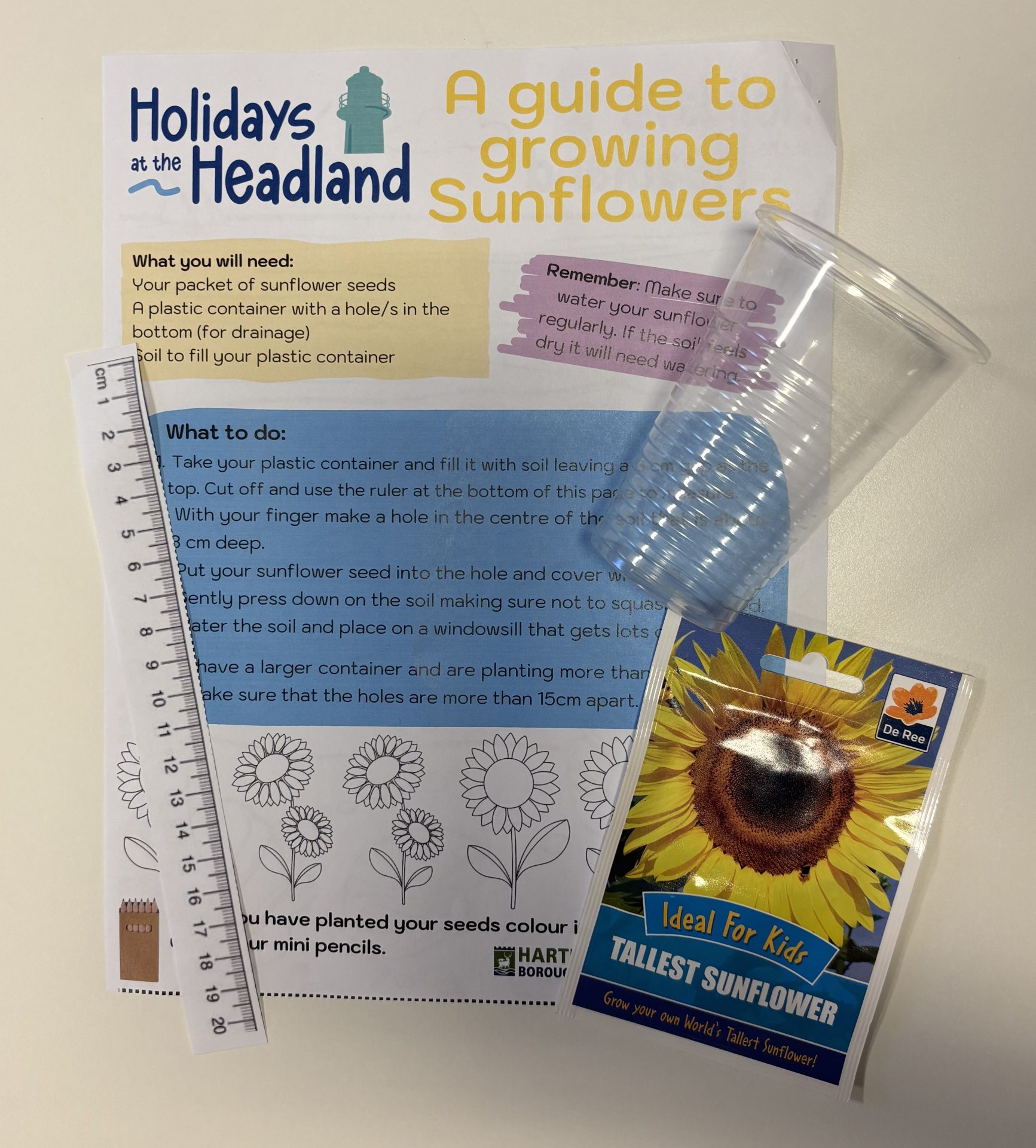 A sunflower growing kit with instructions, a plastic ruler, a clear plastic pot, and a colorful packet labeled Tallest Sunflower are displayed on a white surface.