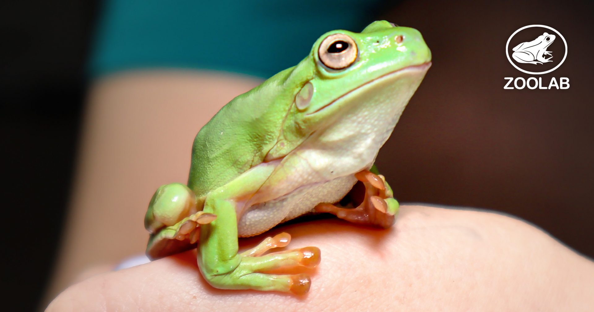 A close-up of a bright green tree frog sitting on a person's hand, with a white logo of a frog and the word ZOOLAB in the top right corner.