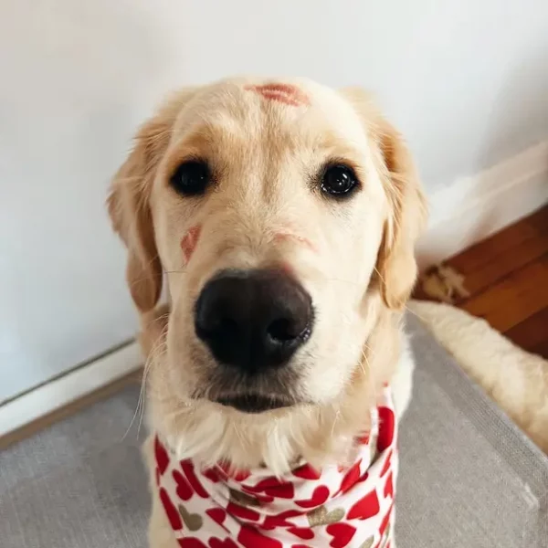 A golden retriever with lipstick kiss marks on its face wears a heart-patterned bandana while sitting indoors and looking up at the camera.