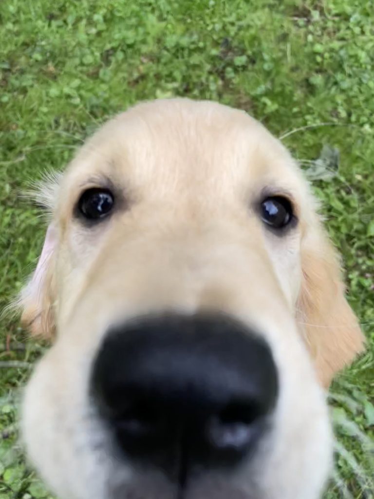 A close-up photo of a golden retriever puppy with its nose and face filling most of the frame, set against a grassy background.