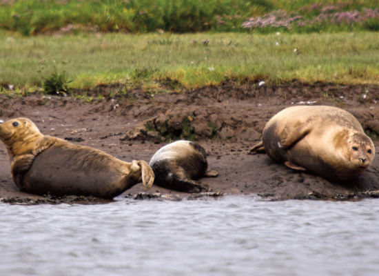 saltholme(from COAST leaflet)